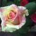 Il cuore della rosa Fiesta